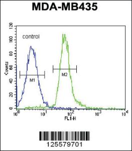 Anti-RRAGD Rabbit Polyclonal Antibody