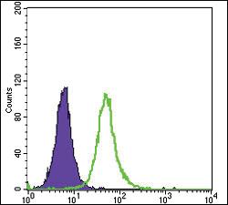 Anti-OTX2 Mouse Monoclonal Antibody [clone: 1H12C4B5]