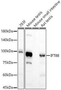 Western blot analysis of various lysates, using Anti-IFT88 Antibody [ARC57206] (A309388) at 1:1,000 dilution The secondary antibody was Goat Anti-Rabbit IgG H&L Antibody (HRP) at 1:10,000 dilution Lysates/proteins were present at 25 µg per lane