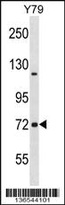 Anti-NCDN Rabbit Polyclonal Antibody