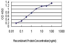 Anti-TXLNG2P Mouse Monoclonal Antibody [clone: 2F5]