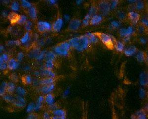 Immunohistochemical staining in G cells of rat gastric glands. 4% paraformaldehyde fixed rat stomach crystostat sections (10 µm) were incubated overnight at 4°C with Rabbit polyclonal antibody to human Gastrin (10 µg/ml).