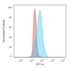 Anti-Cyclin B1 antibody