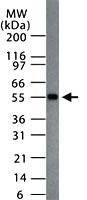 Anti-MBD1 Rabbit Polyclonal Antibody