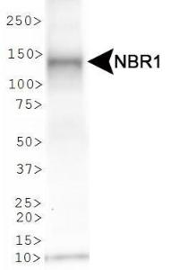 Anti-NBR1 Rabbit Polyclonal Antibody