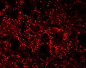 Immunohistochemical staining in rat brainstem medulla. 4% paraformaldehyde fixed rat brain crystostat sections (10 µm) were incubated overnight at 4°C with Rabbit polyclonal antibody to human Met-Enkephalin (10 µg/ml).