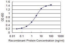 Anti-ENAM Mouse Monoclonal Antibody [clone: 2C12]