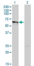 Anti-DMAP1 Mouse Monoclonal Antibody [clone: 2G12]