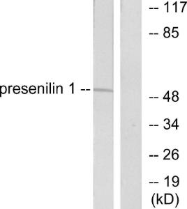 Antibody anti-PRESENILIN 1 100 µg