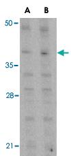 Anti-MCL1 Rabbit Polyclonal Antibody