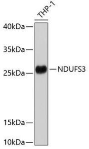 Antibody anti-NDUFS3 100 µl