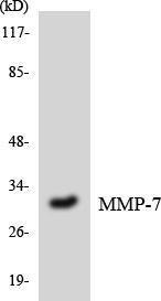 Western blot analysis of the lysates from HT 29 cells using Anti-MMP-7 Antibody