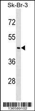 Anti-NEGR1 Rabbit Polyclonal Antibody