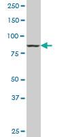 Anti-DNAJC10 Mouse Monoclonal Antibody [clone: 3A8]