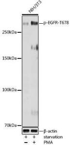 Anti-EGFR (phospho Thr678) Rabbit Antibody