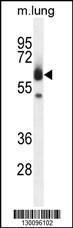 Anti-ZUFSP Rabbit Polyclonal Antibody (Biotin)