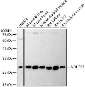 Antibody anti-NDUFS3 100 µl