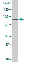 Anti-DNAJC10 Mouse Monoclonal Antibody [clone: 3A8]