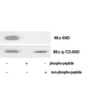 Western blot analysis of various cells using Anti-IKK-alpha (phospho Thr23) Antibody