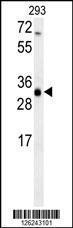 Anti-MSMO1 Rabbit Polyclonal Antibody (Biotin)