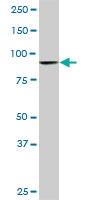 Anti-DNAJC10 Mouse Monoclonal Antibody [clone: 3A8]