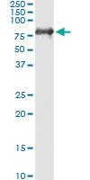 Anti-GBP1 Polyclonal Antibody Pair