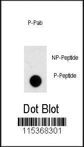 Anti-NOMO1 Rabbit Polyclonal Antibody (FITC (Fluorescein))