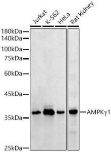 Western blot analysis of extracts of various cell lines, using Anti-AMPK gamma 1 Antibody (A306476) at 1:500 dilution. The secondary antibody was Goat Anti-Rabbit IgG H&L Antibody (HRP) at 1:10,000 dilution.