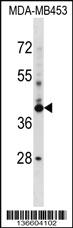 Anti-SRRD Rabbit Polyclonal Antibody