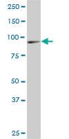 Anti-DNAJC10 Mouse Monoclonal Antibody [clone: 3A8]