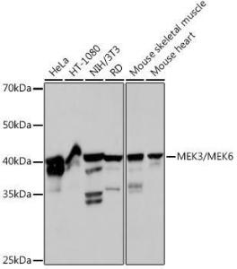 Anti-MEK3 and MMK6 antibody