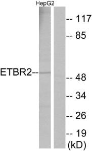 Anti-ETBR2 antibody