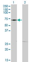 Anti-DMAP1 Mouse Monoclonal Antibody [clone: 1A5]