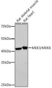 Anti-MEK3 and MMK6 antibody