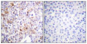 Antibody anti-histone H4 acetyl LYS16