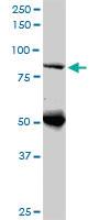 Anti-DNAJC10 Mouse Monoclonal Antibody [clone: 3A8]