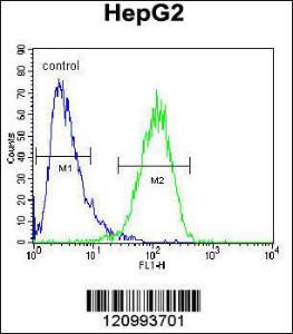 Anti-Hexosaminidase A Rabbit Polyclonal Antibody (APC (Allophycocyanin))