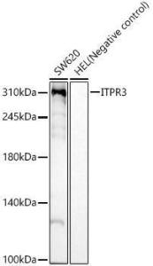 Western blot analysis of various lysates, using Anti-ITPR3 Antibody [ARC59549] (A309393) at 1:5,000 dilution