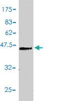 Anti-COMT Mouse Polyclonal Antibody