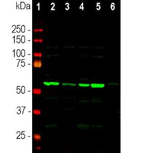 Western blot analysis of tissue lysates using Anti-Coronin 1a Antibody (A85431), at a dilution of 1:5000, in green