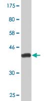 Anti-KLRC4 Mouse Monoclonal Antibody [clone: 1D10]