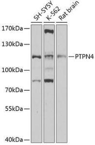 Western blot analysis of extracts of various cell lines, using Anti-MEG1 Antibody (A11717) at 1:1,000 dilution The secondary antibody was Goat Anti-Rabbit IgG H&L Antibody (HRP) at 1:10,000 dilution Lysates/proteins were present at 25 µg per lane