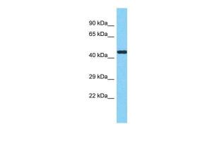 Anti-METTL17 Rabbit Polyclonal Antibody