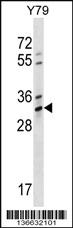 Anti-OR4K1 Rabbit Polyclonal Antibody