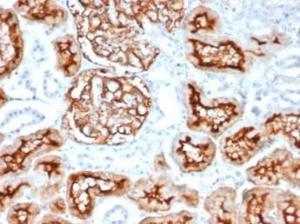 Immunohistochemical analysis of formalin-fixed, paraffin-embedded human kidney tissue using Anti-CD10 Antibody [MME/6714]