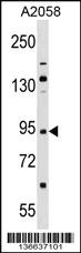 Anti-TRIM42 Rabbit Polyclonal Antibody