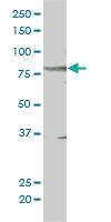 Anti-STAT5B Mouse Monoclonal Antibody [clone: 1A1]