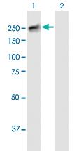 Anti-BCORL1 Mouse Polyclonal Antibody