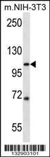 Anti-SIDT2 Rabbit Polyclonal Antibody (HRP (Horseradish Peroxidase))