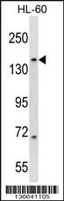 Anti-RIMBP3 Rabbit Polyclonal Antibody